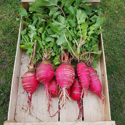 Picture of Radish China Rose
